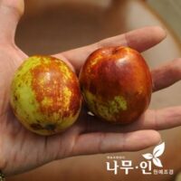 [나무인] 사과대추묘목 2개