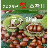 23년햇공주밤 (특) / (대) 2.1kg ~ 8.4kg, 대(사이즈)