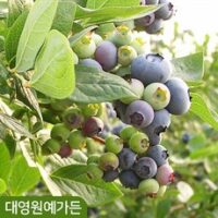 블루베리나무 열매 과일나무 꽃나무, 06. 듀크(결실주) 7치포트, 1개