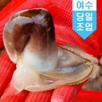 국내산 여수 새조개 특대 500g 손질 제철조개, 500g_특대25~30미, 1개