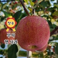 [산지직송] 청송 꿀 사과 (중과)2kg 3kg 5kg 10kg 가정용 선물용, 03. 가정용 5kg, 1박스