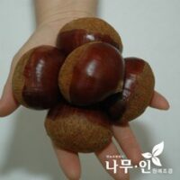 [나무인] 밤나무묘목 2개