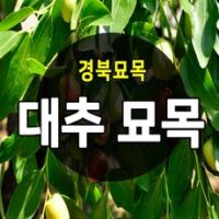 사과대추묘목 추천 상품 [경북농원] 대추나무묘목 접목 특묘 (왕대추/복조대추/사과대추), 복조대추 접목  2년생 특묘, 1개 외 BEST7