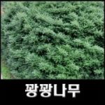 없음 꽝꽝나무 외 꽝꽝나무 인기 상품 TOP 7가지 특가 할인 리뷰